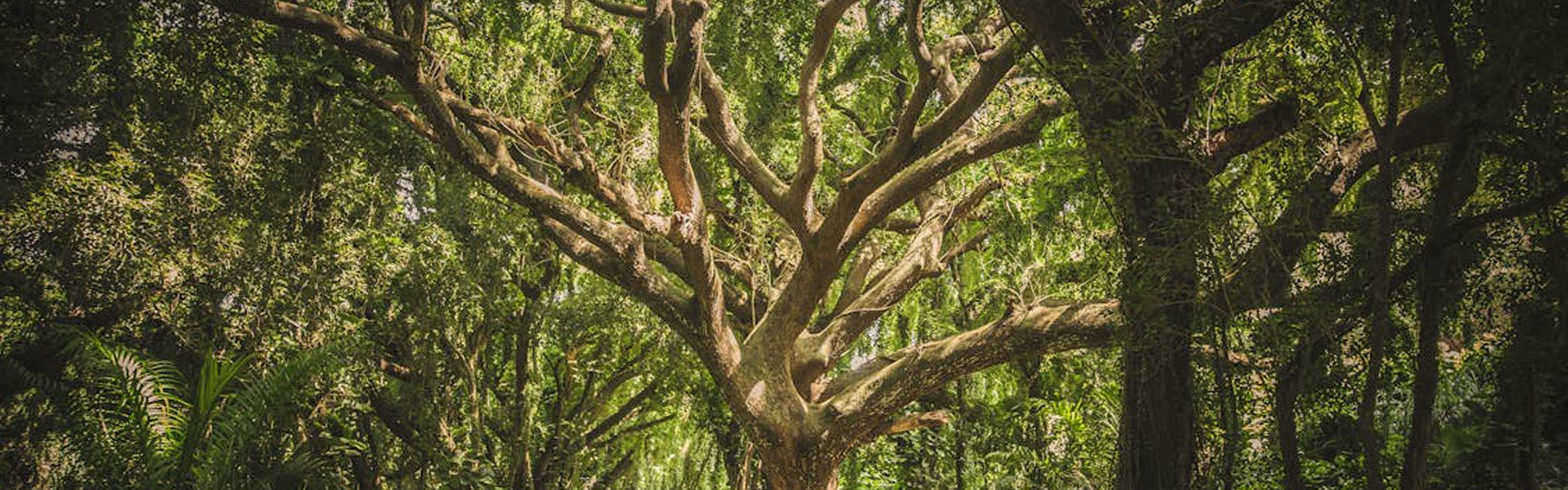 Kanha Shanti Vanam Forest